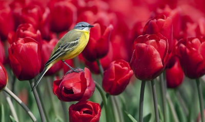 Птичка на тюльпанах