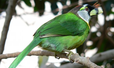 Зеленая птичка на ветке