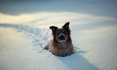 Пёс в снегу