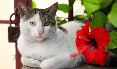 Кот с зелеными глазами возле цветов