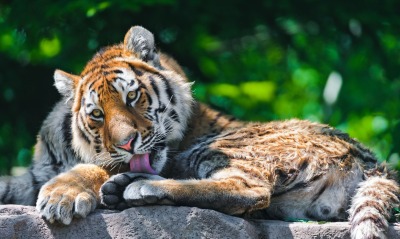 взгляд тигра