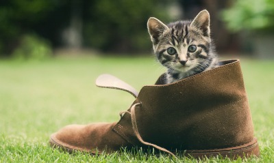 котенок в ботинке
