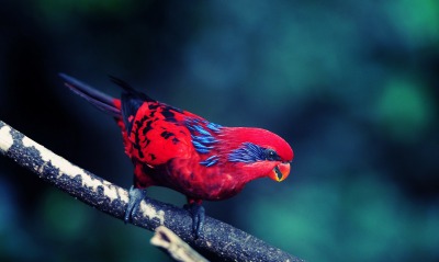 красная птичка
