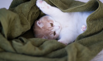 котенок в одеяле