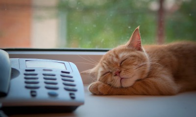 рыженький котенок возле телефона