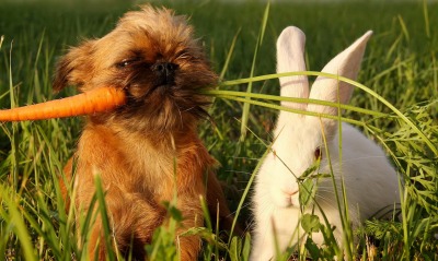 Кролик, морковка, собака