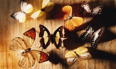 Разные бабочки
