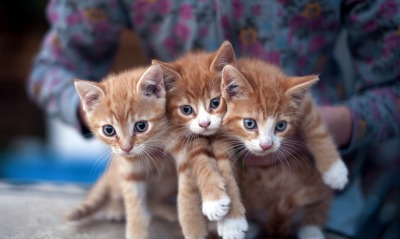 трио котят