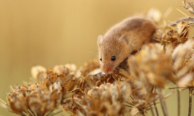 Полевая мышь на растениях