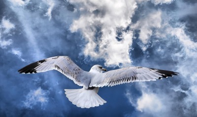 Чайка над облаками