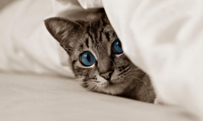 серый кот голубые глаза постель