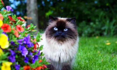 Кот сиамский кот цветы лужайка