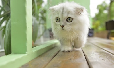 белый кот на деревянном полу