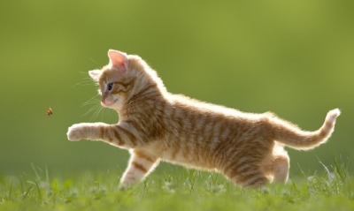 котенок трава букашка