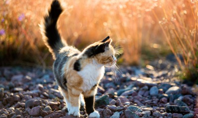 Кошка на камнях трава