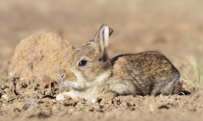 природа животное кролик
