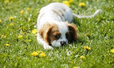 природа собака животное трава
