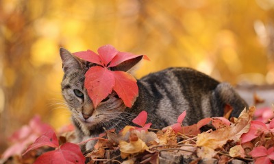 кот осень листья животное природа