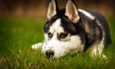 собака трава природа животное Сибирский хаски