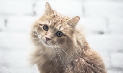 снег зима природа кот животное