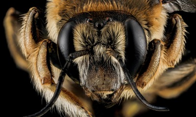 Насекомое пчела макро