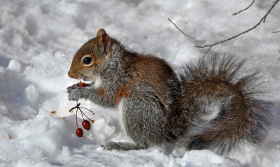 природа животное белка зима снег