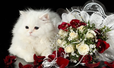 природа животное белый пушистый кот розы