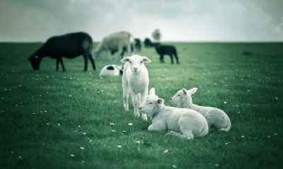 природа животные лошади овцы трава