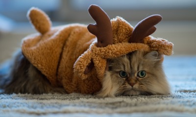 Кот костюм оленя
