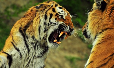 Тигры рык оскал зубы клыки