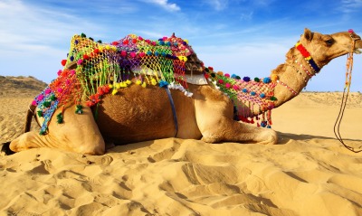 Верблюд песок пустыня