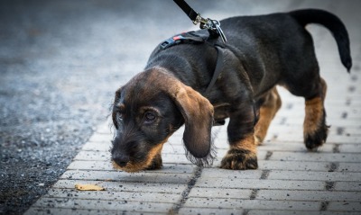 собака животное природа тротуар