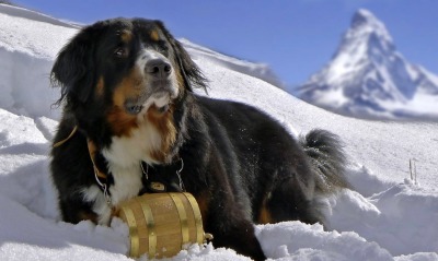 Бернский зенненхунд собака зима снег гора животное природа