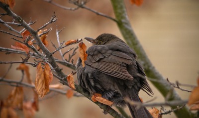 птица черная на ветке
