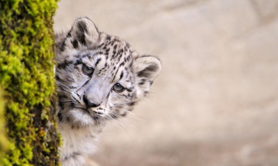 животное природа белый снежный леопард