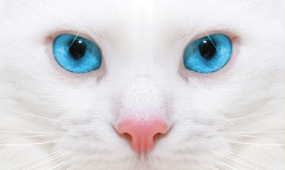 Кот голубые глаза белый