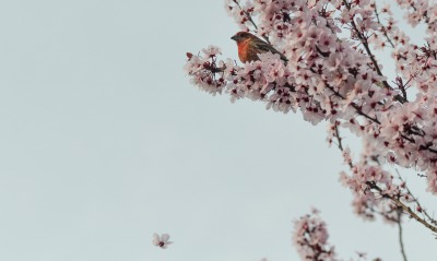 Птичка ветка цветущая