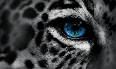 Глаз гепард белый