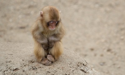 природа животное грустная обезьяна