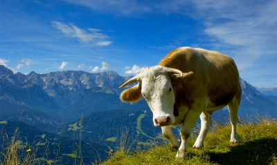 корова, горы