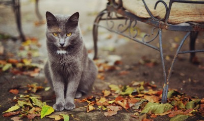Серый кот осень листья животное