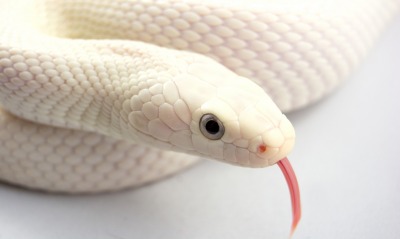 змея белая язык животное