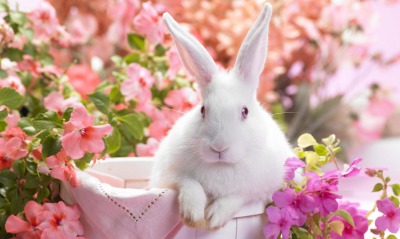 Кролик белый в цветах