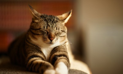 Кот животное глаза закрытые