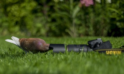 фотоаппарат камера птица животное Nikon трава природа