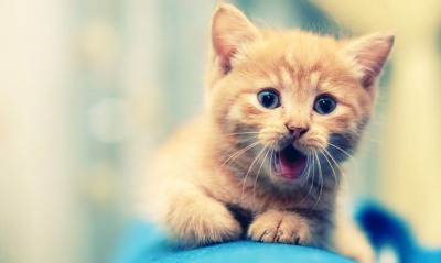 рыжий кот котенок животное природа