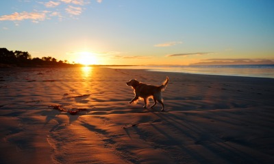 собака закат животное берег море