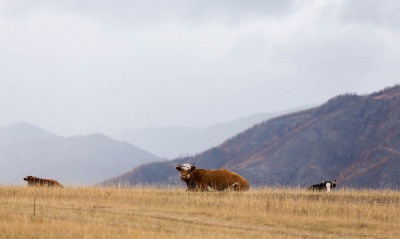 поле коровы природа животные