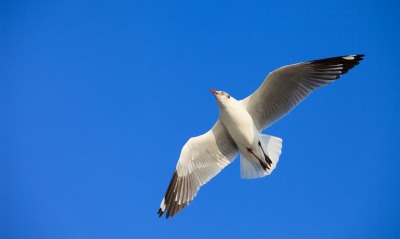 птица белая чайка