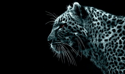 черный фон животное леопард
